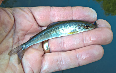 Micro grayling